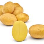 Pflanzkartoffel Jule festkochende Kartoffell