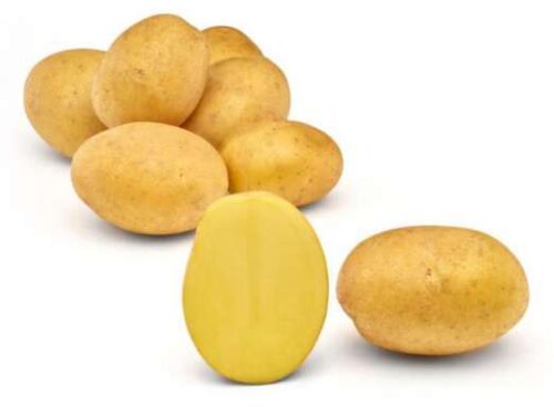 Pflanzkartoffel Jule festkochende Kartoffell